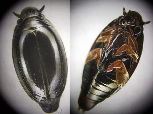 Réf. 336 552 : Gyrinus sp.